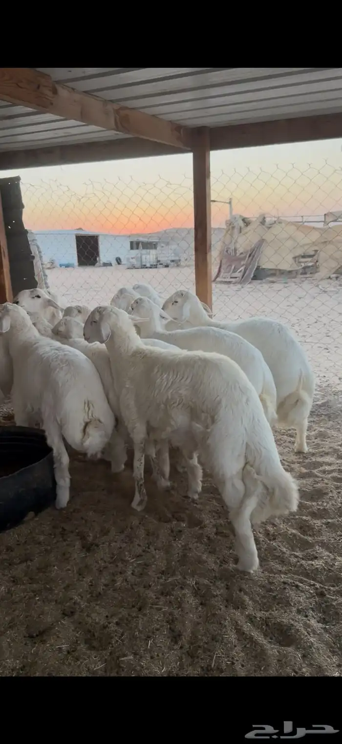 ذبايح ذبيحه حري نعيم تيوس يوجد تمارا 2