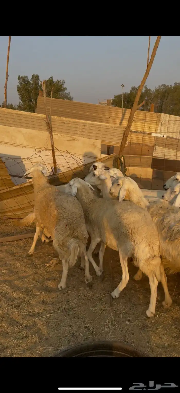 26 ضان حريات مراح واحد بالفحل دفيع كفوو ع 730(( تم البيع )) 0