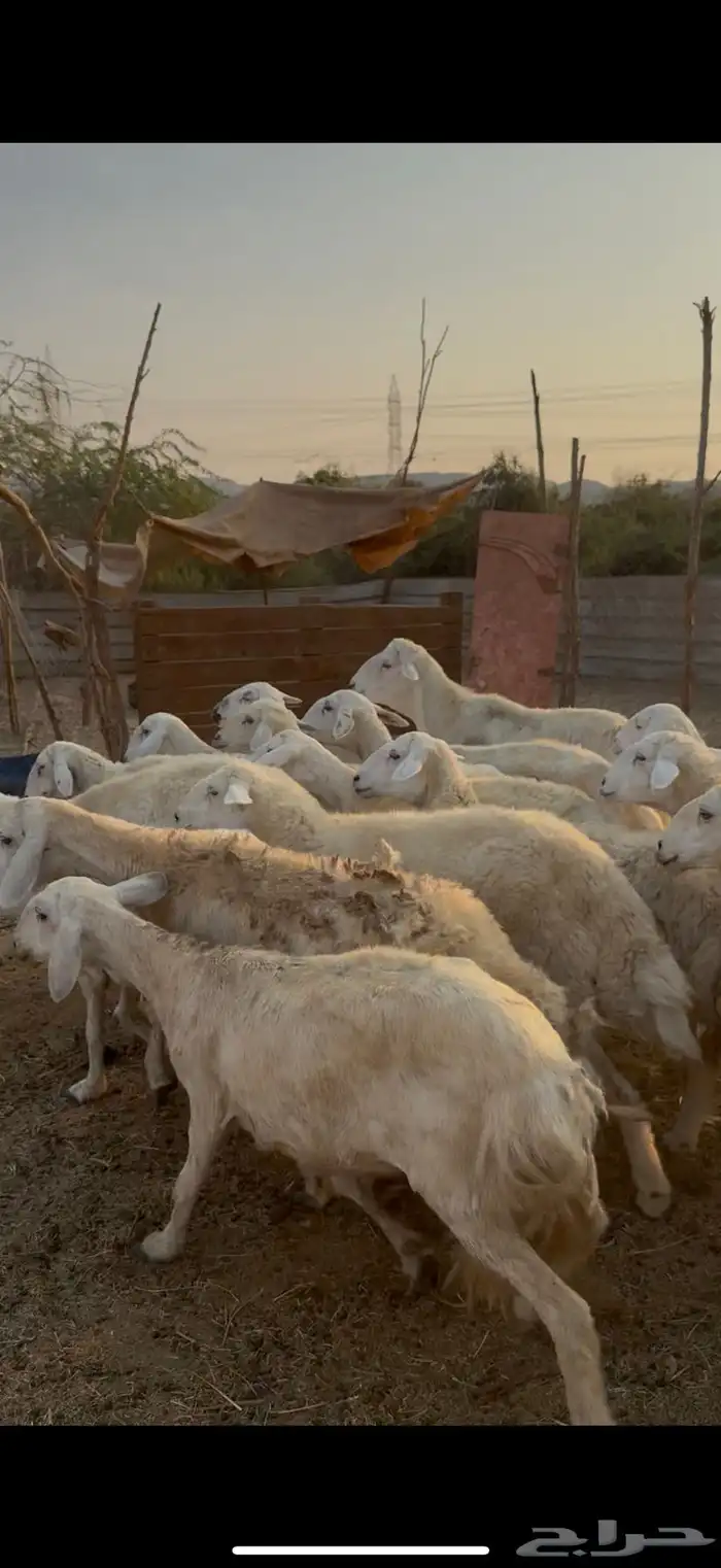 26 ضان حريات مراح واحد بالفحل دفيع كفوو ع 730(( تم البيع )) 8