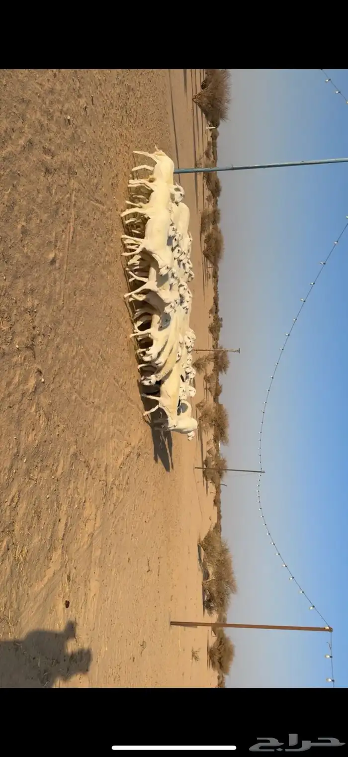 رخال مراح واحد صنف 3