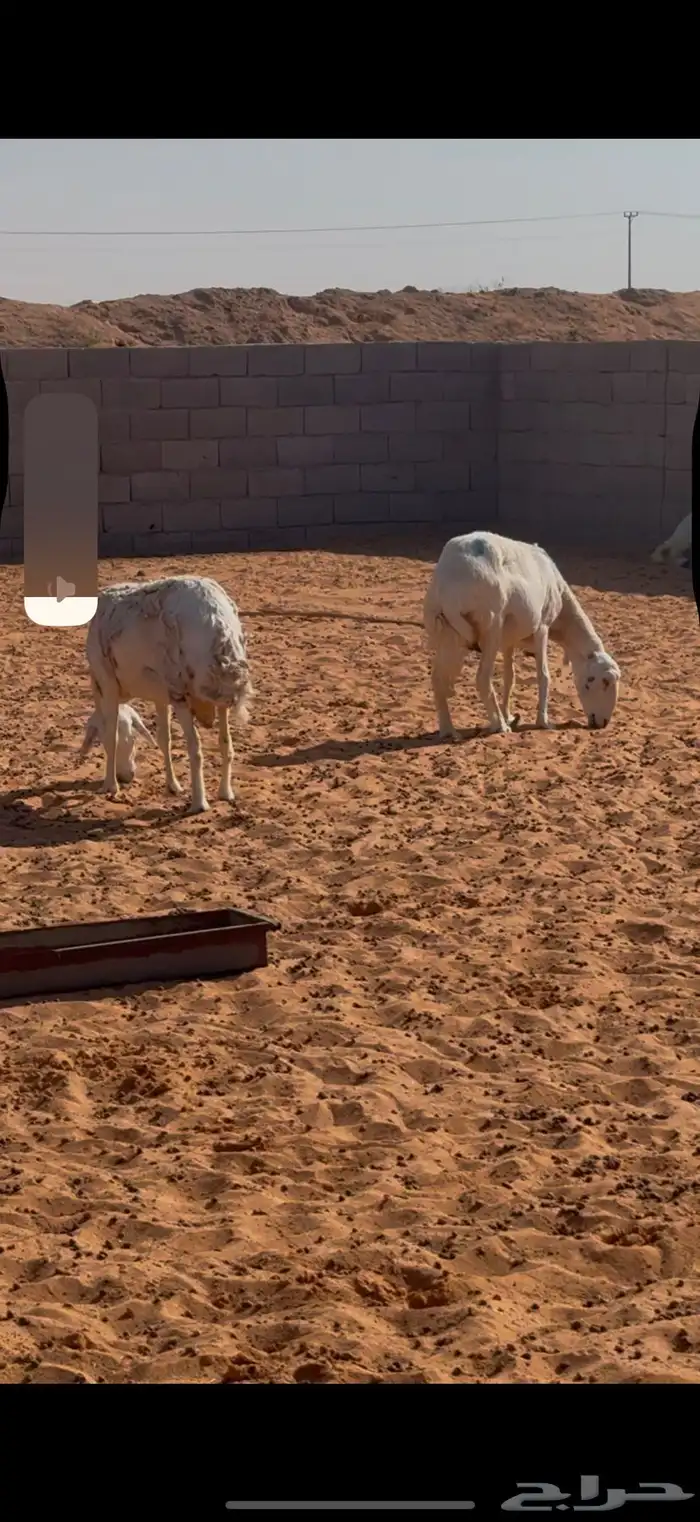 حريات مضاريع 3