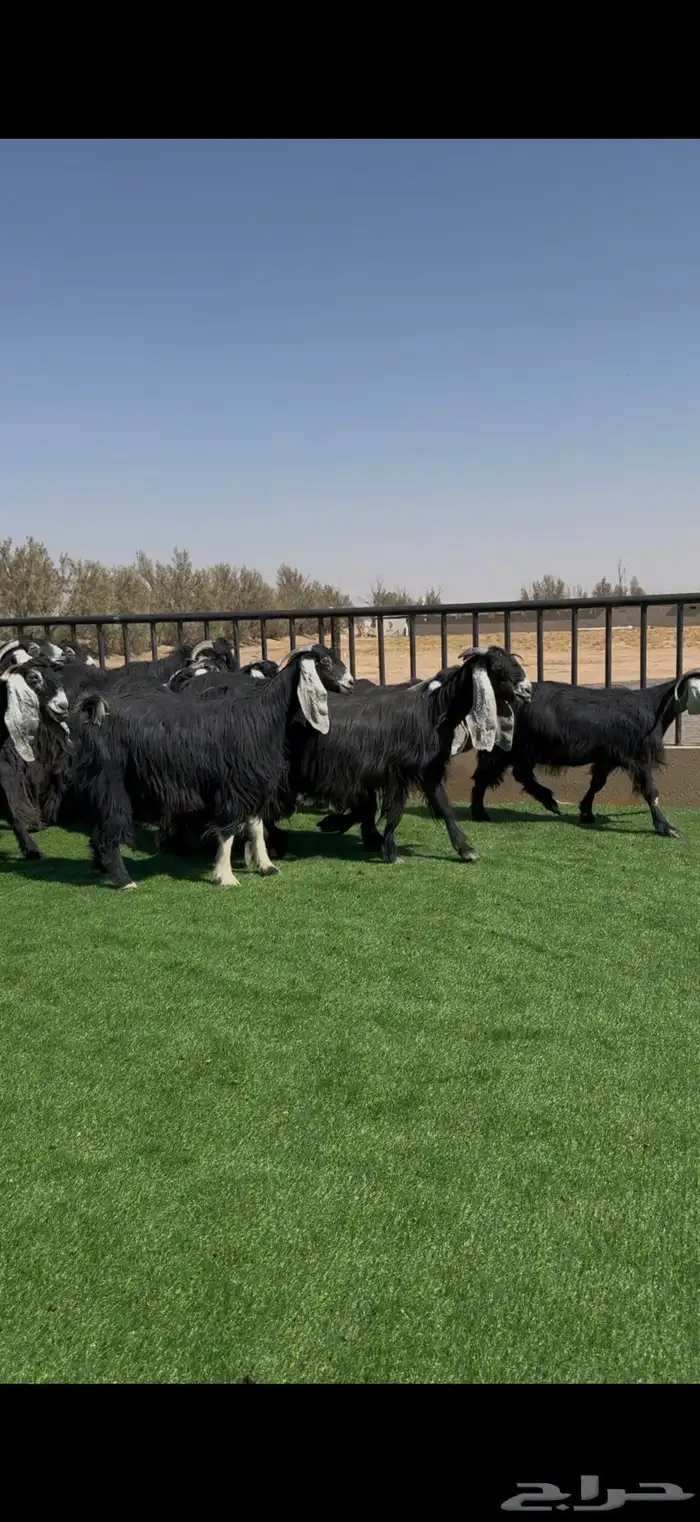 عرض مراح معزا عوارض فاخر دفيع ومضاريع 6