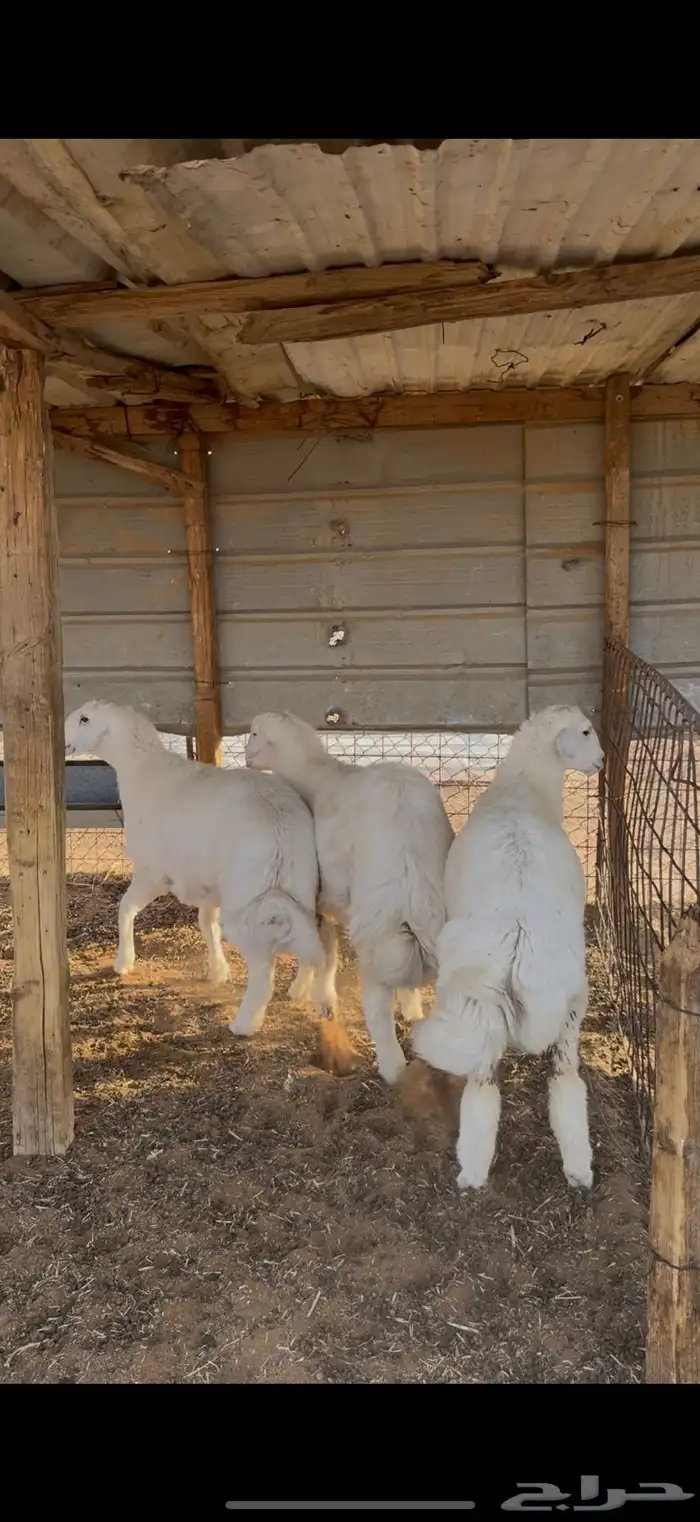 ذبايح ذبيحه حري نعيم تيوس يوجد تمارا 0