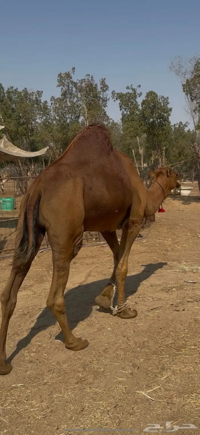 للبيع بعير احمر دم ساحلي رباع كفووو (( تم البيع )) 1