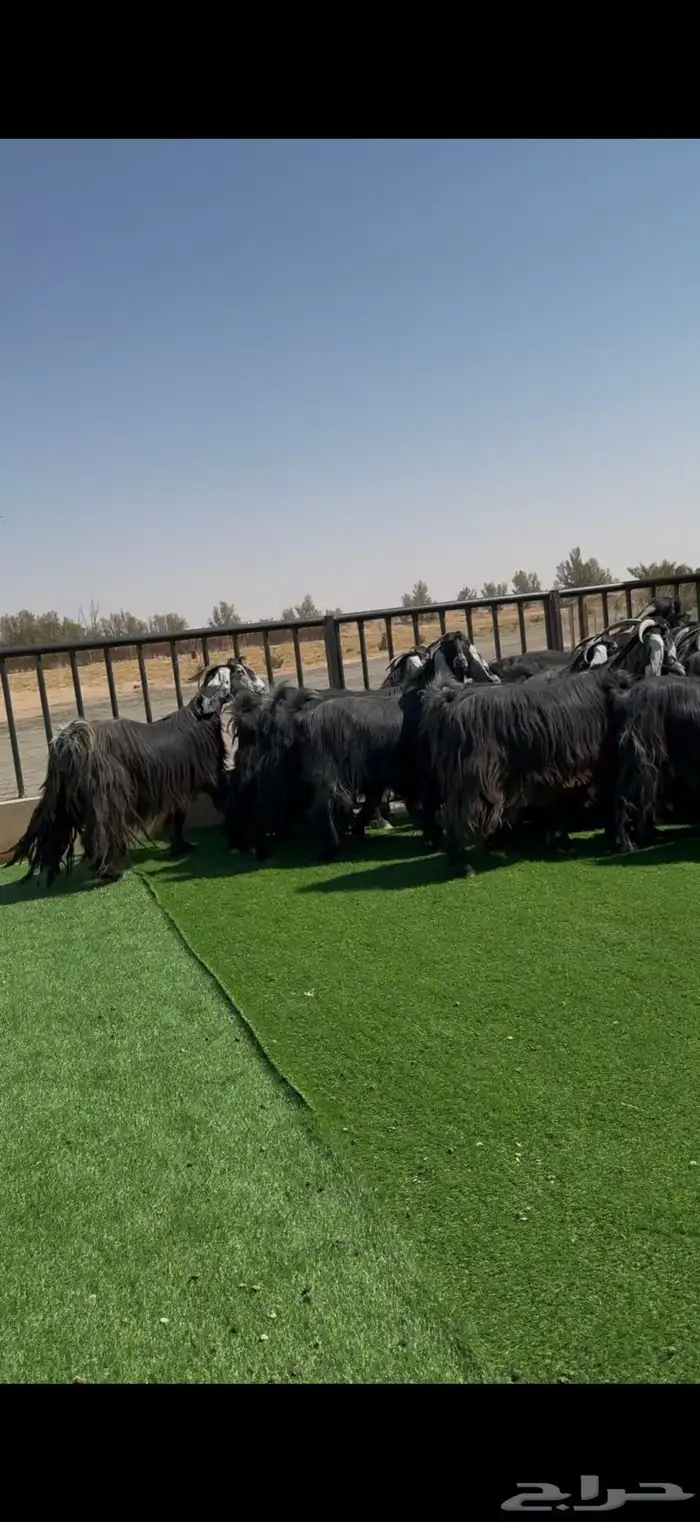 عرض مراح معزا عوارض فاخر دفيع ومضاريع 2