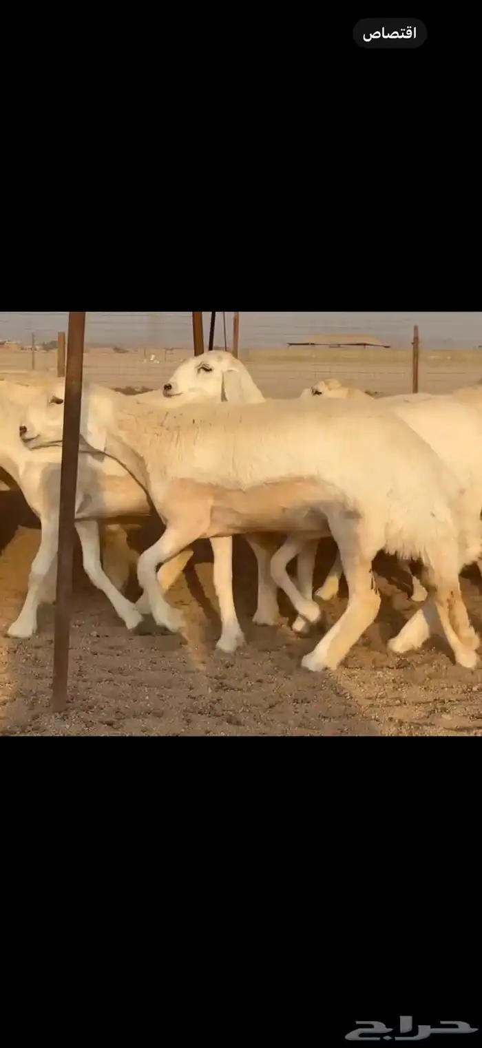 سلام عليكم ورحمة الله وبركاته 5