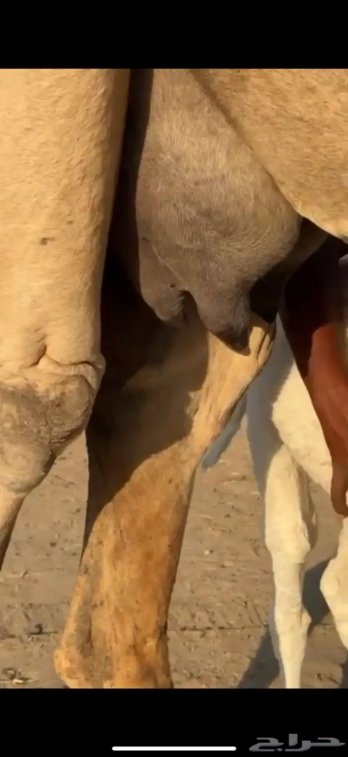 ناقه خلفه للبيع 2