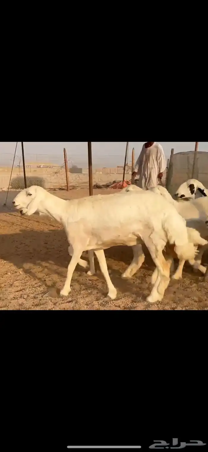 سلام عليكم ورحمة الله وبركاته 1