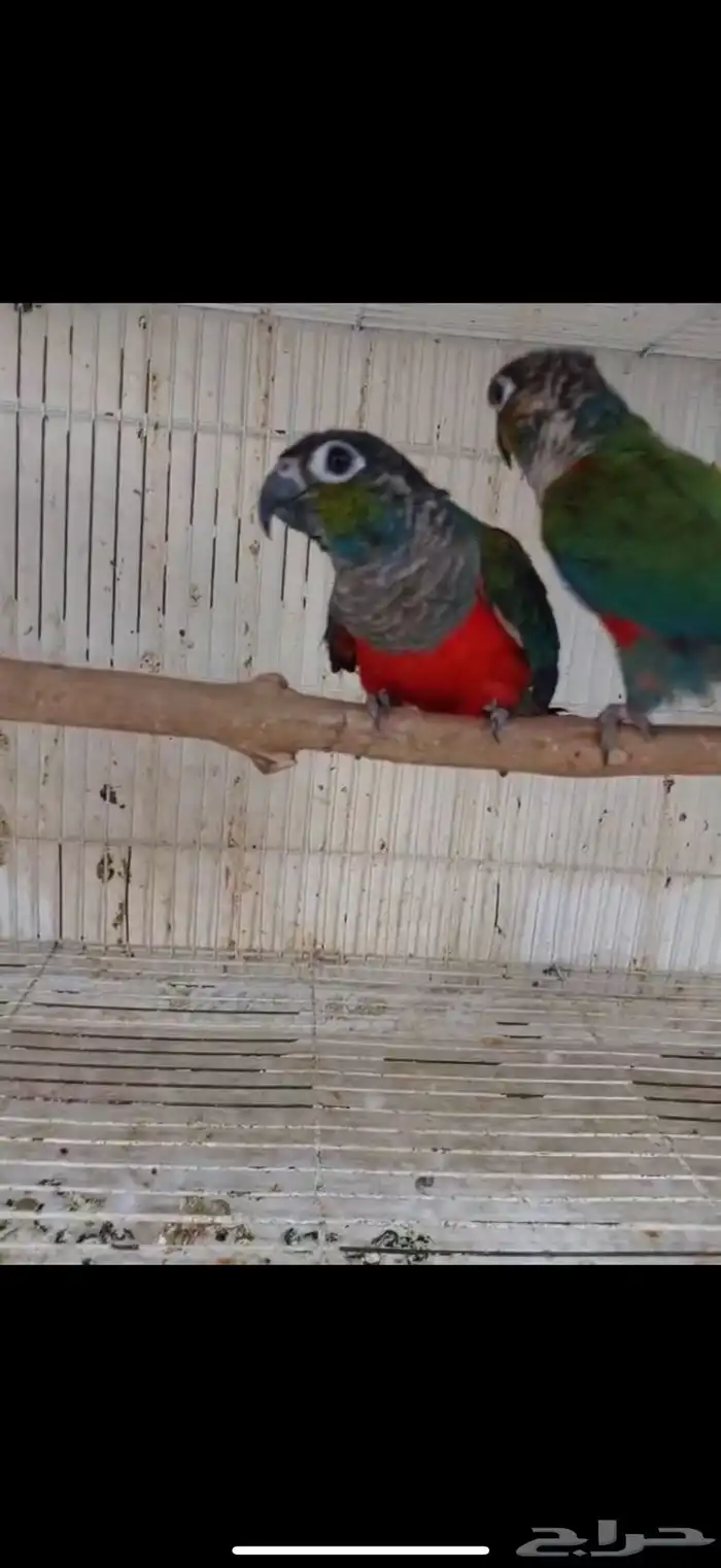 جوز كنيور كريمسون 3