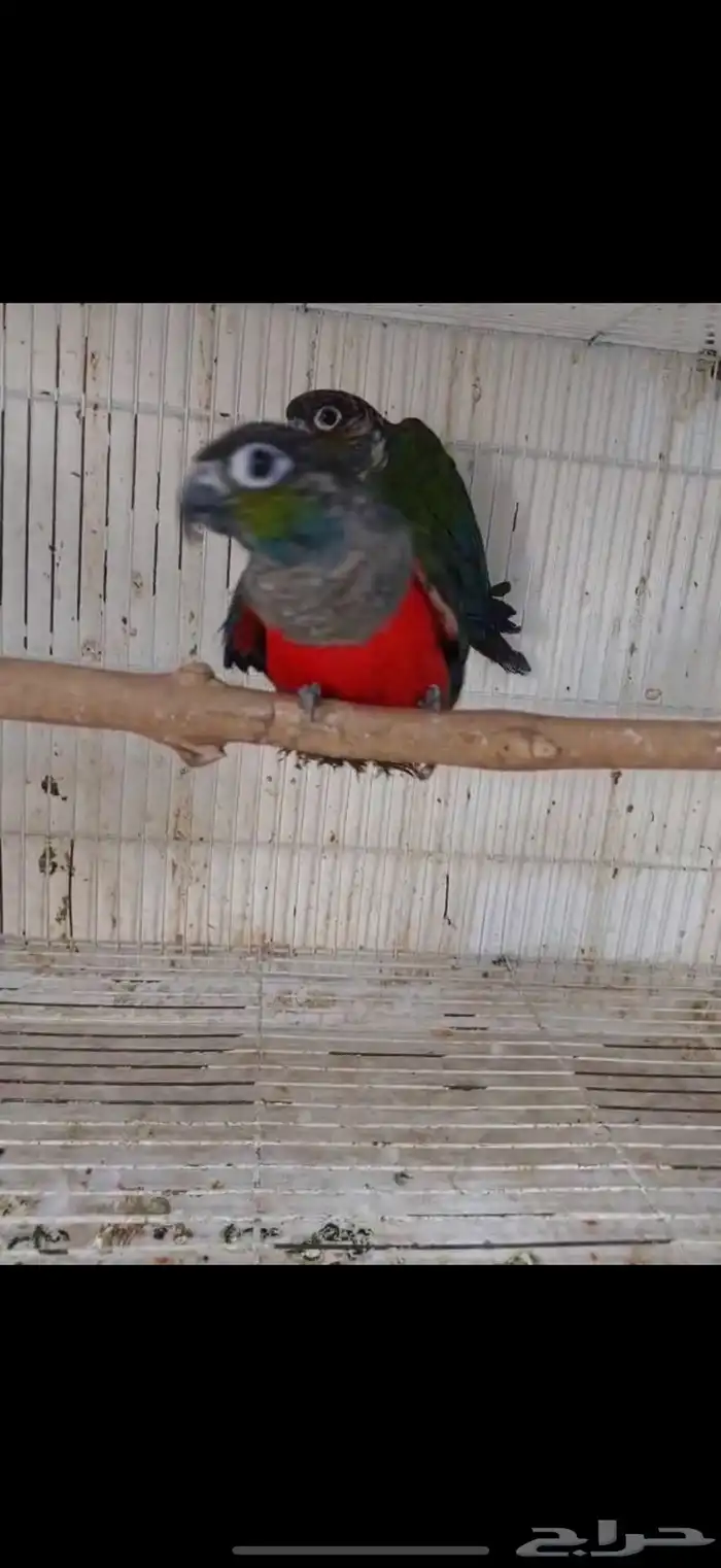 جوز كنيور كريمسون 2