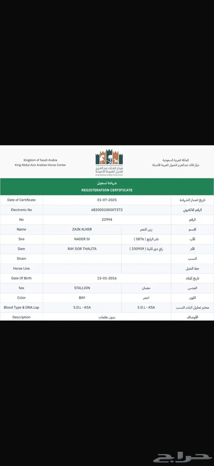 حصان للبيع و البيع سمح 1