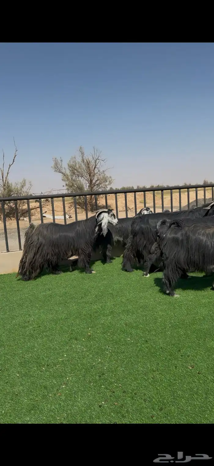 عرض مراح معزا عوارض فاخر دفيع ومضاريع 0