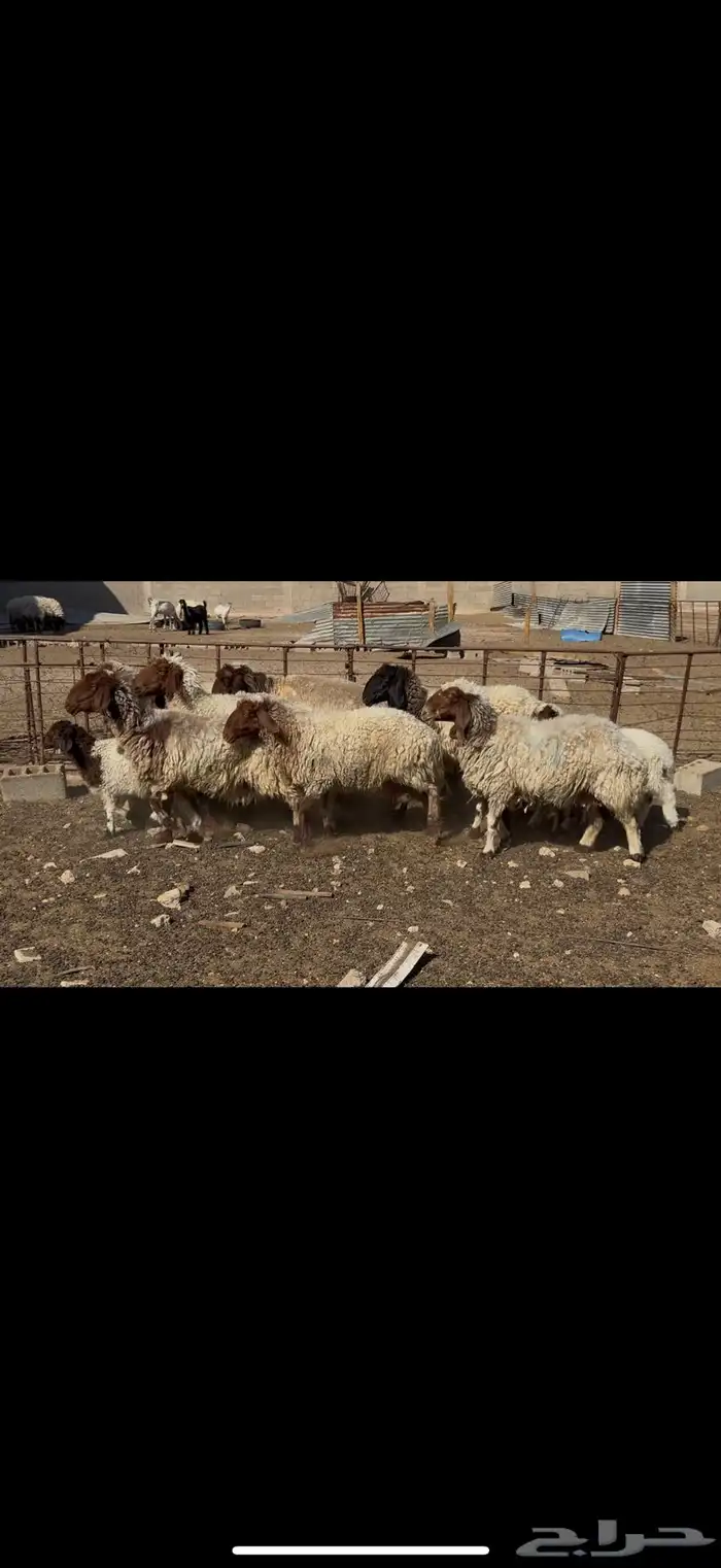 غنم نعيم مطافيل 2