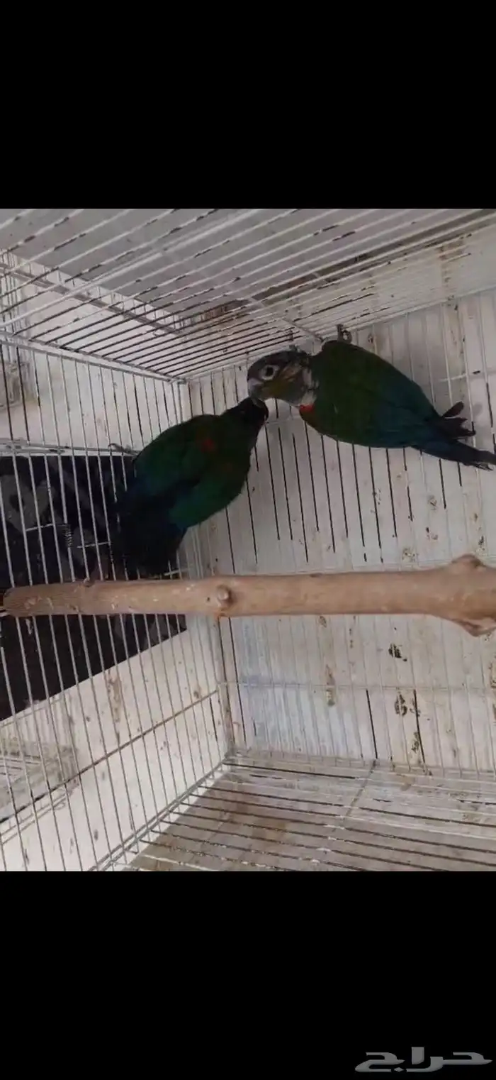 جوز كنيور كريمسون 1