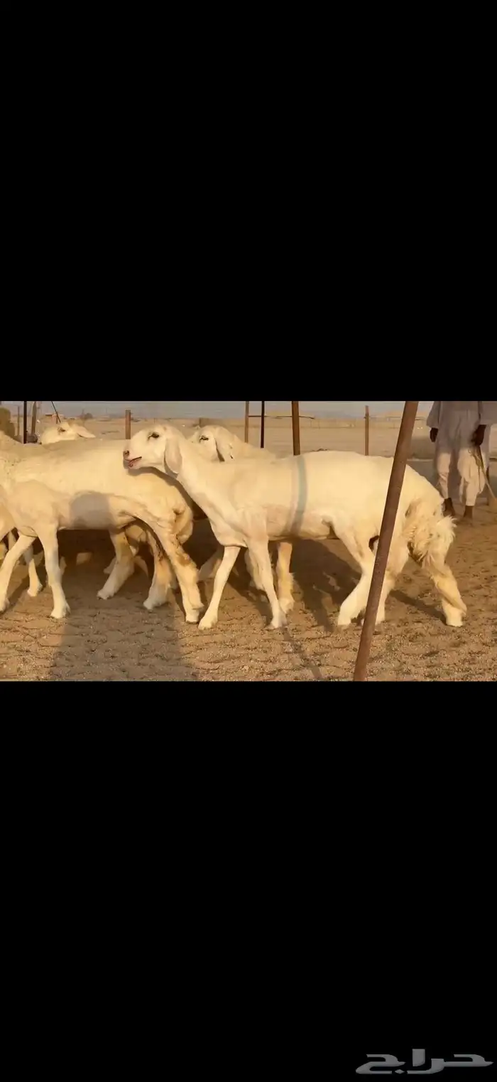 سلام عليكم ورحمة الله وبركاته 4