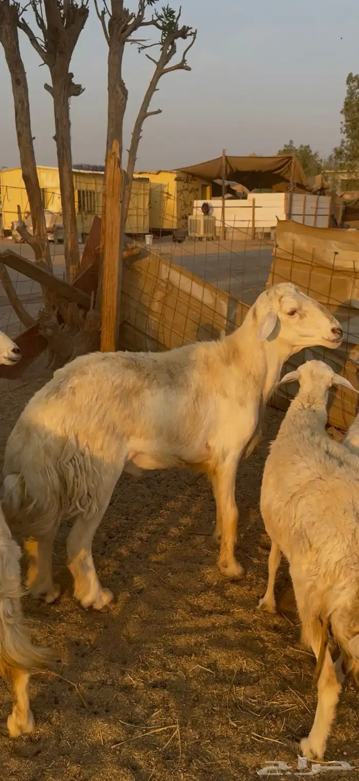 26 ضان حريات مراح واحد بالفحل دفيع كفوو ع 730(( تم البيع )) 11