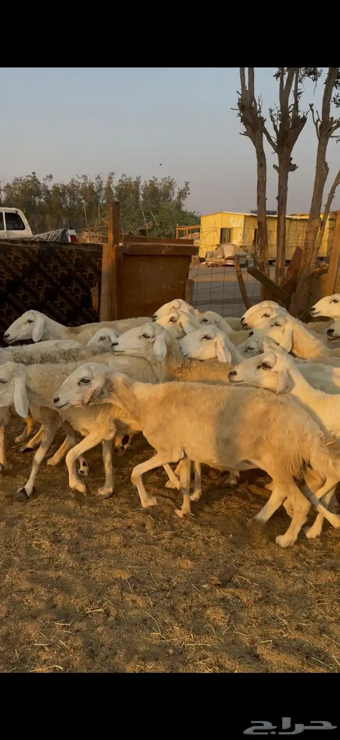 26 ضان حريات مراح واحد بالفحل دفيع كفوو ع 730(( تم البيع )) 9