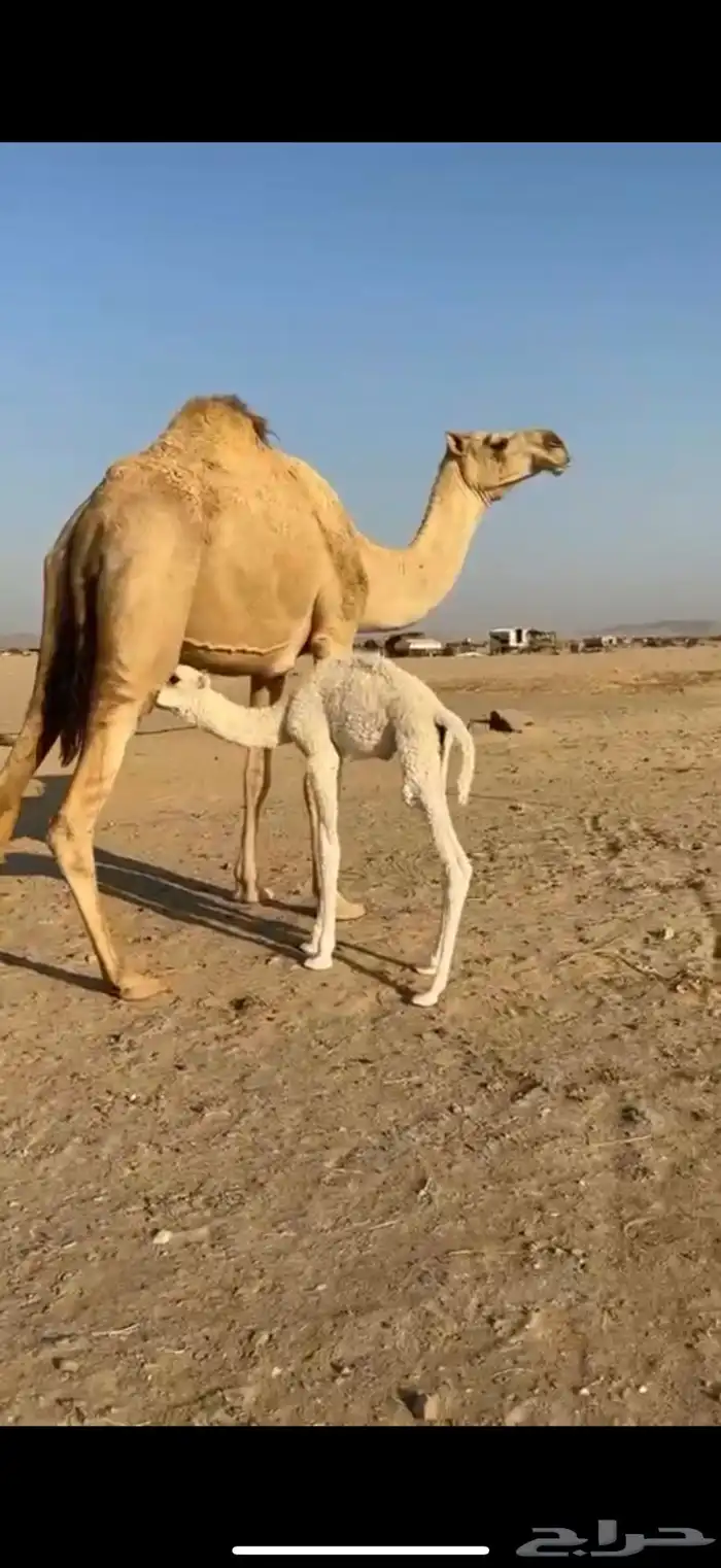 ناقه خلفه للبيع 0