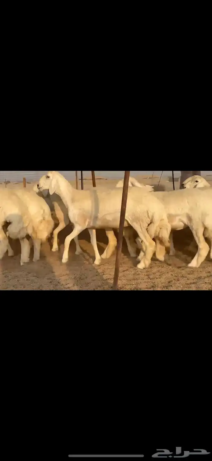 سلام عليكم ورحمة الله وبركاته 3