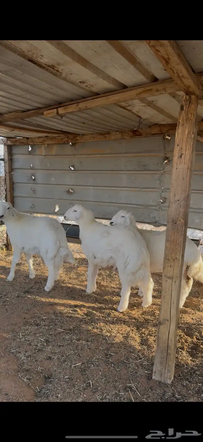 ذبايح ذبيحه حري نعيم تيوس يوجد تمارا 1