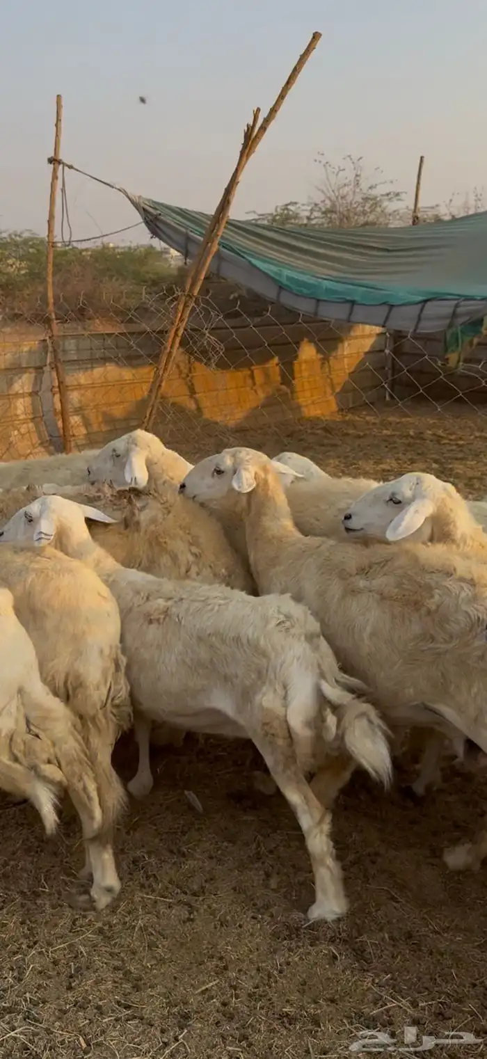 26 ضان حريات مراح واحد بالفحل دفيع كفوو ع 730(( تم البيع )) 7