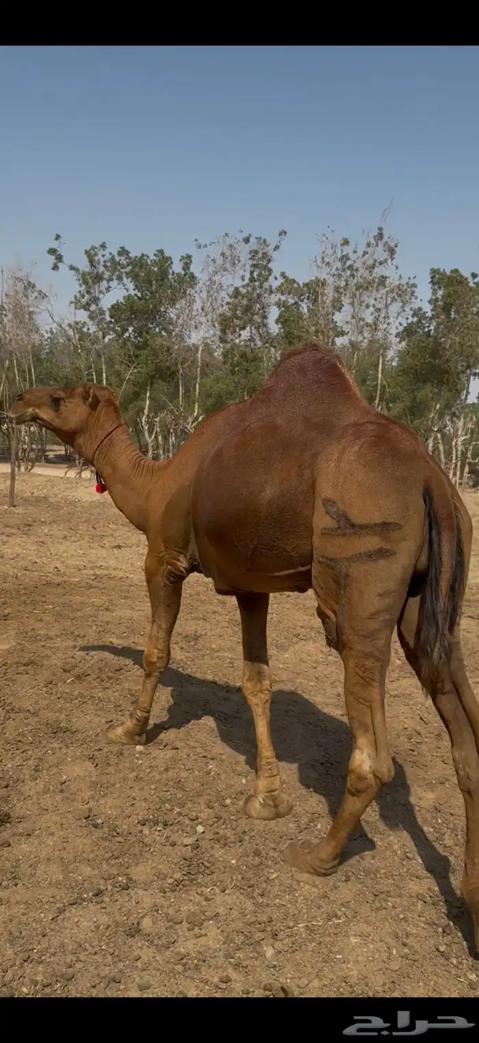 للبيع بعير احمر دم ساحلي رباع كفووو (( تم البيع )) 2