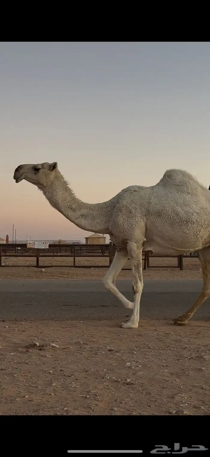 ضروبه وضحاء 3