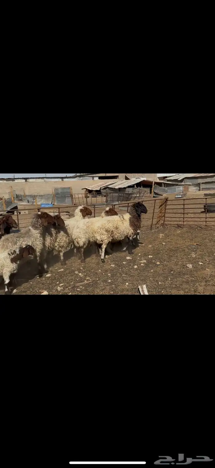 غنم نعيم مطافيل 0