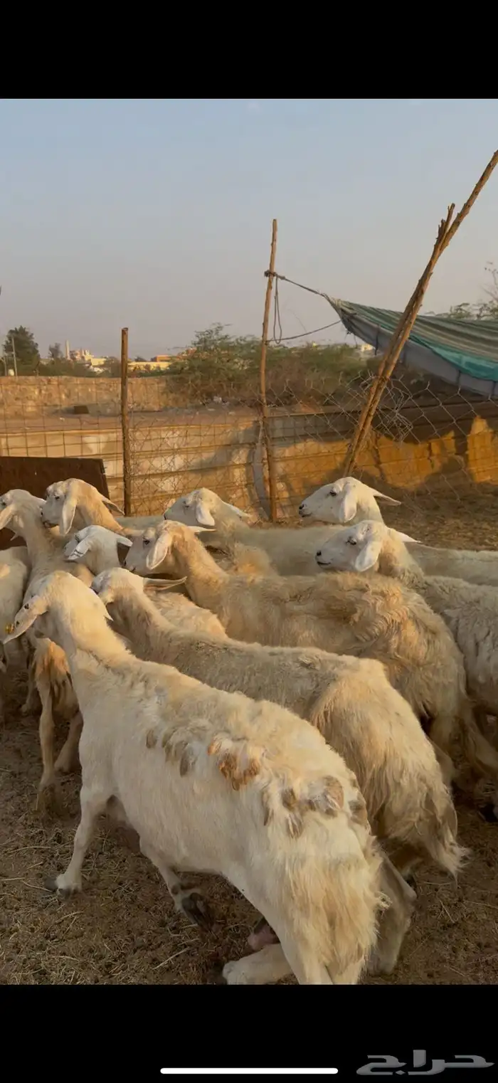 26 ضان حريات مراح واحد بالفحل دفيع كفوو ع 730(( تم البيع )) 6