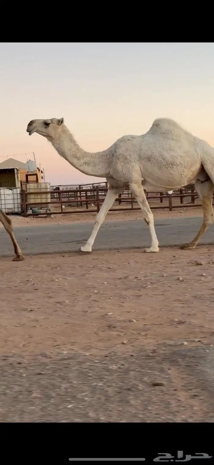 ضروبه وضحاء 1