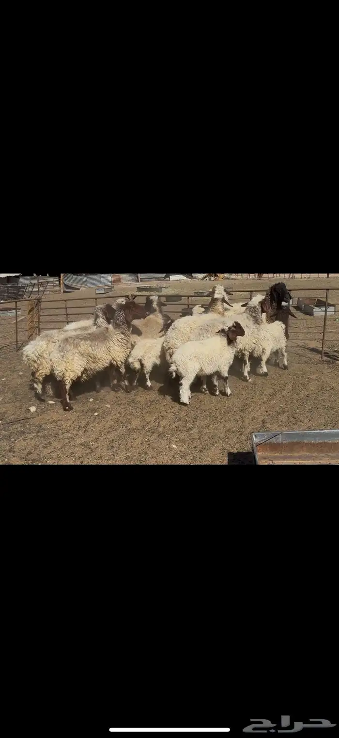 غنم نعيم مطافيل 1