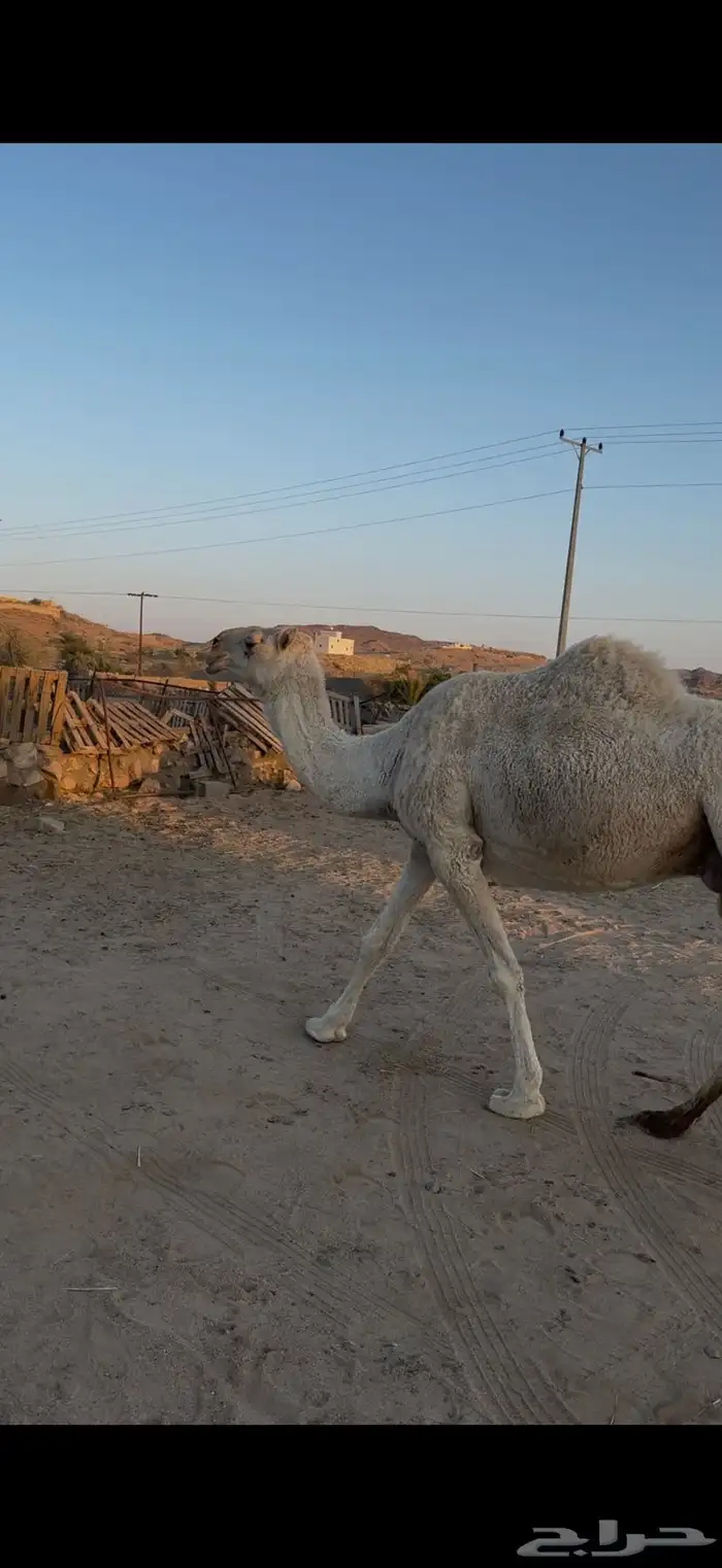 عفرا لقحه في 8شهور على جميع الشروط 4