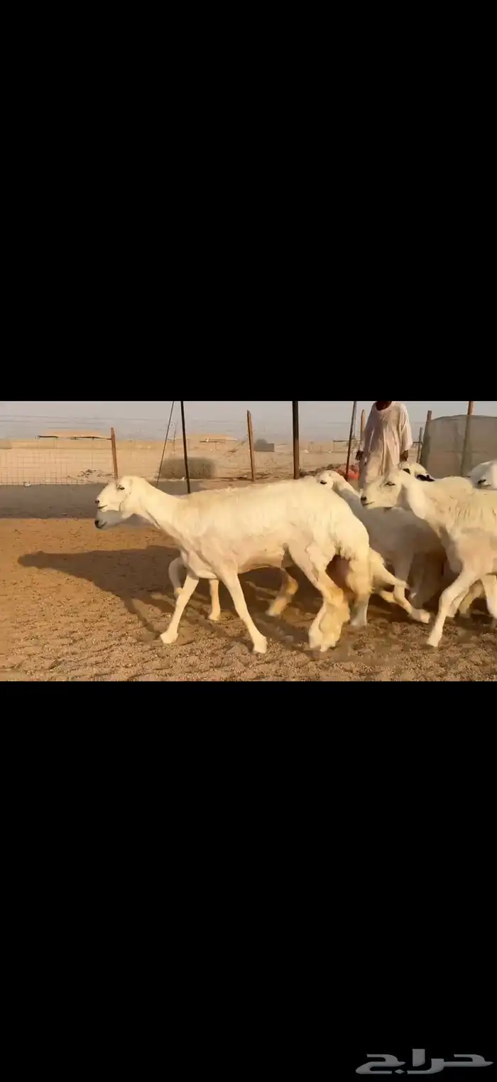 سلام عليكم ورحمة الله وبركاته 7