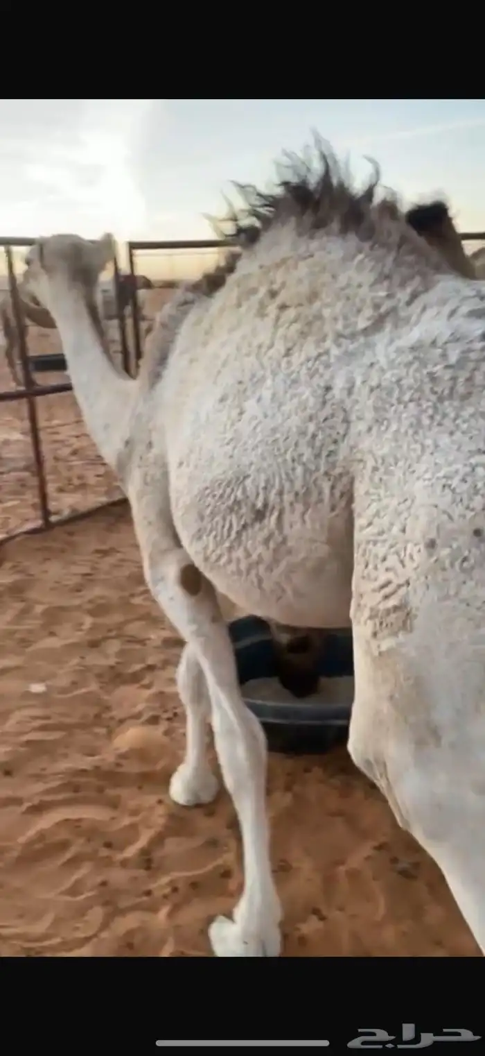 قعدان ثنين بريات يرضعن امهاتهن العمر8 شهور 3