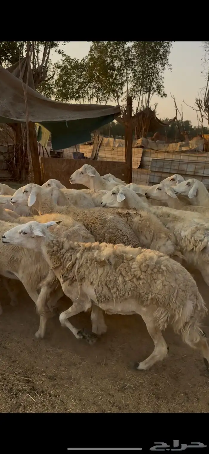 26 ضان حريات مراح واحد بالفحل دفيع كفوو ع 730(( تم البيع )) 3