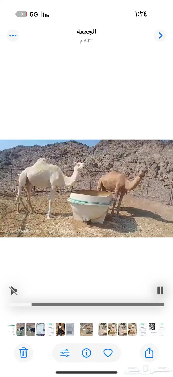 نياق لقاح للبيع 0