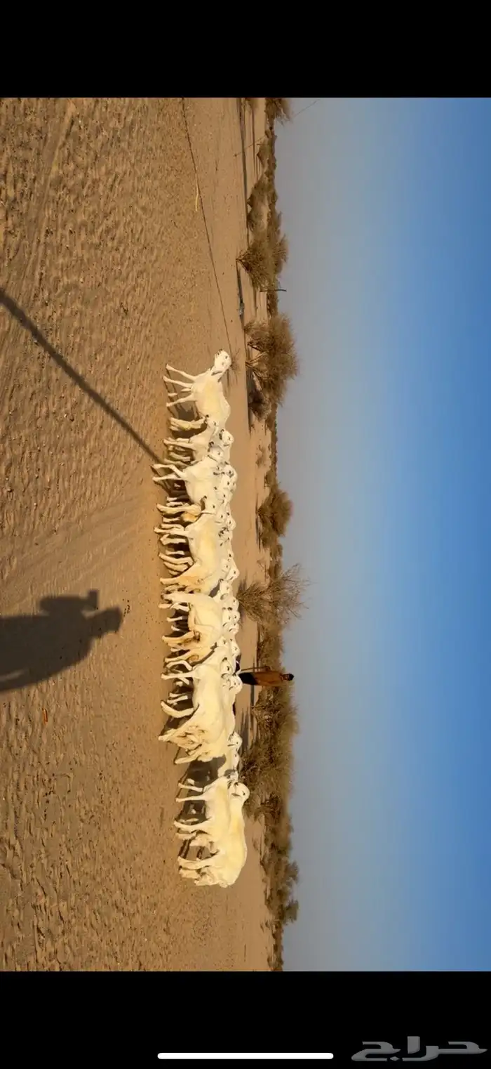 رخال مراح واحد صنف 1