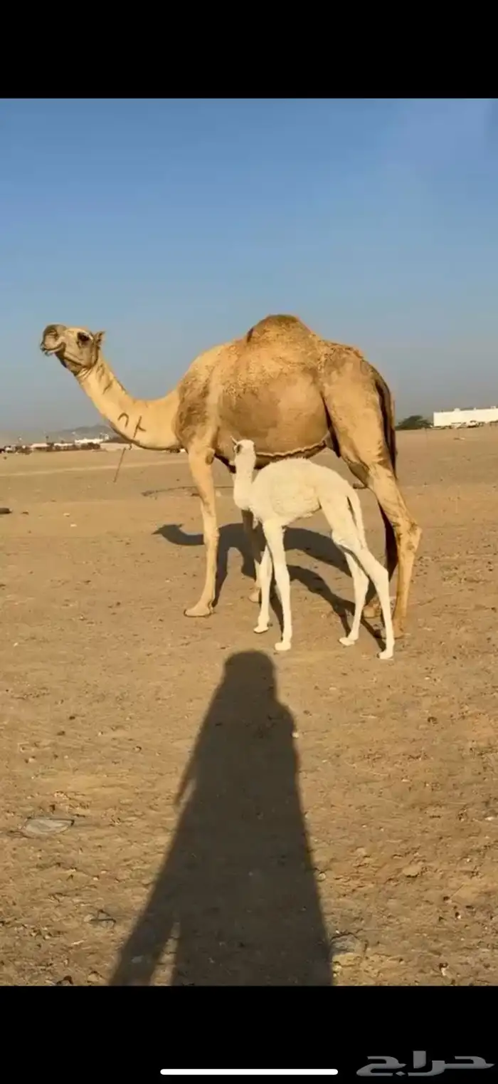 ناقه خلفه للبيع 1