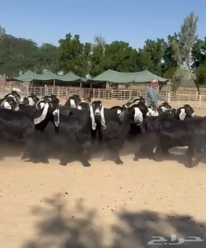 معزاء عوارض فاخره للبيع 2