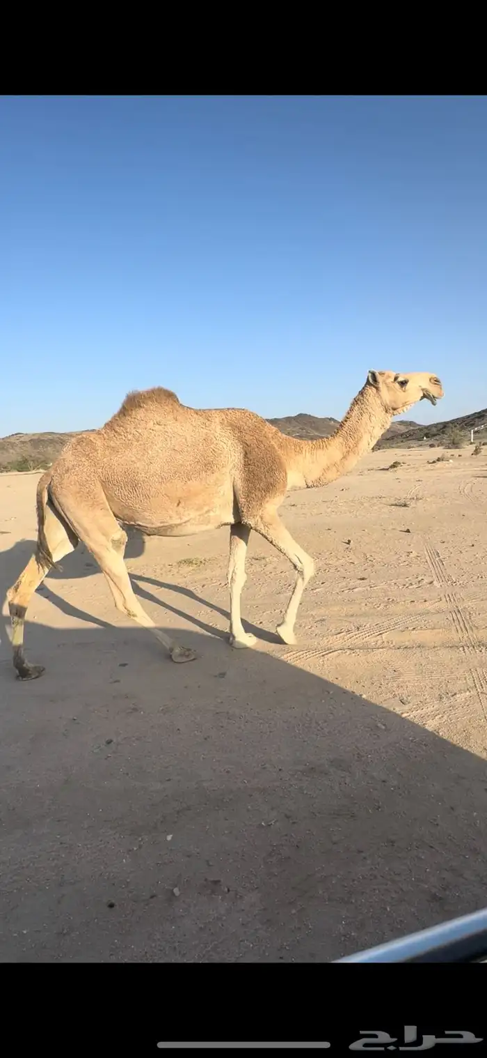 ناقه شقحاء شماليه كفو لقحه 11 شهر 0