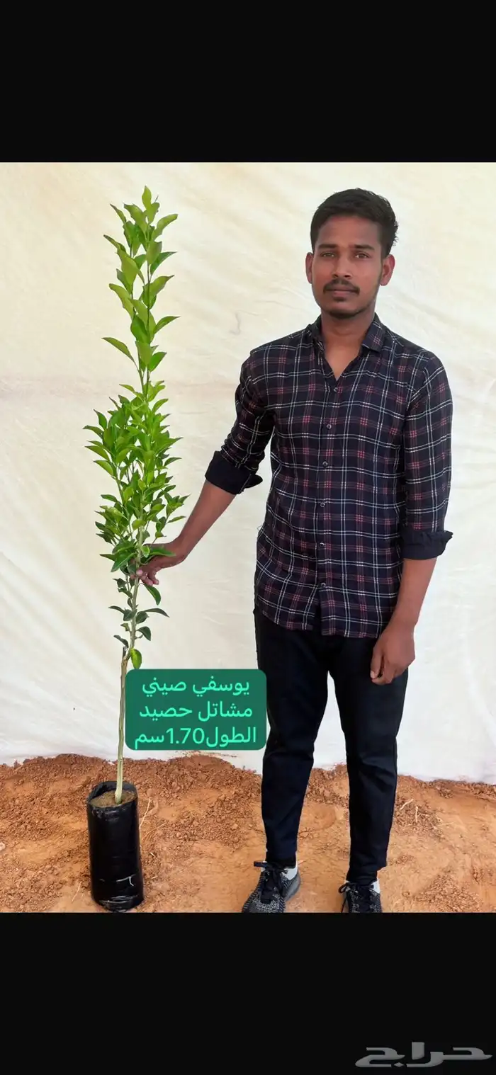 شتلات حمضيات مطعمه(حصيد الزراعية) ب 6 ريال 23