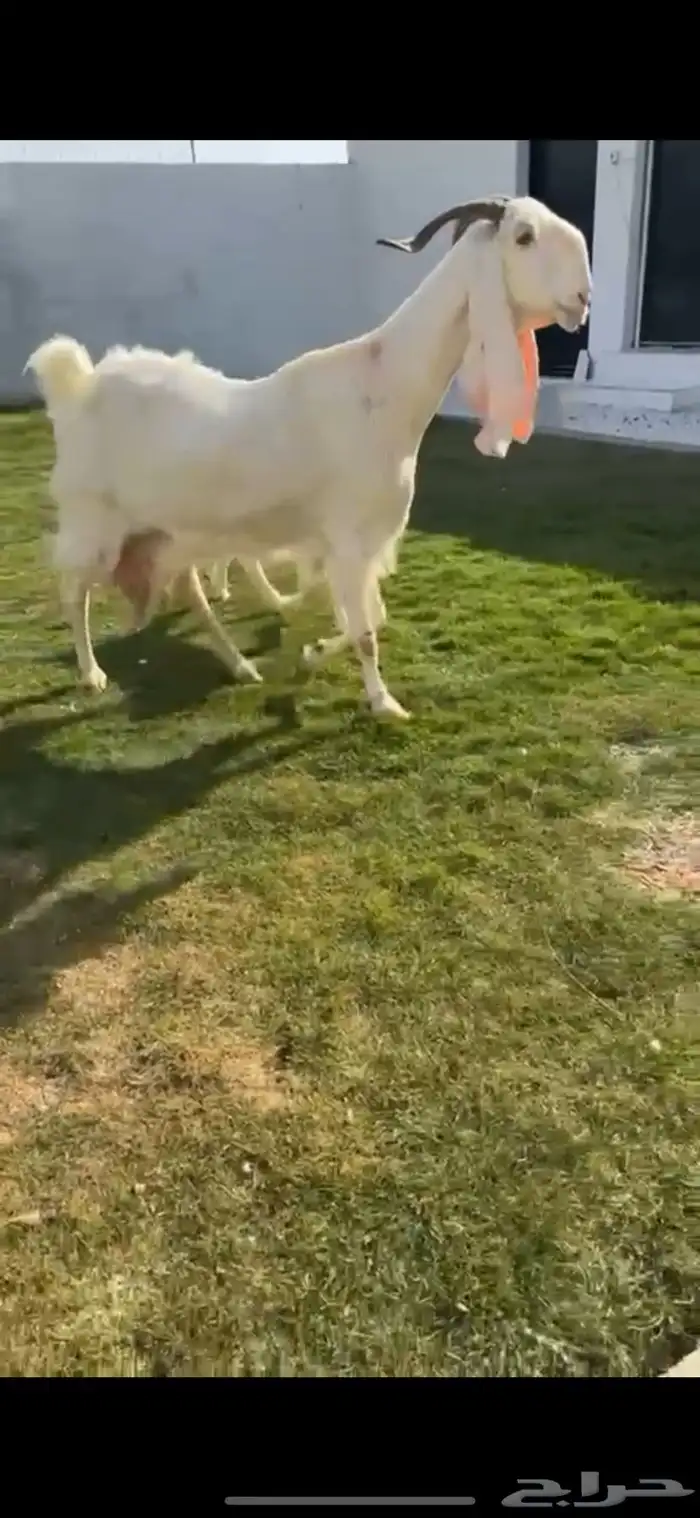 للبيع عنز مطوره متوم. كفووو 1