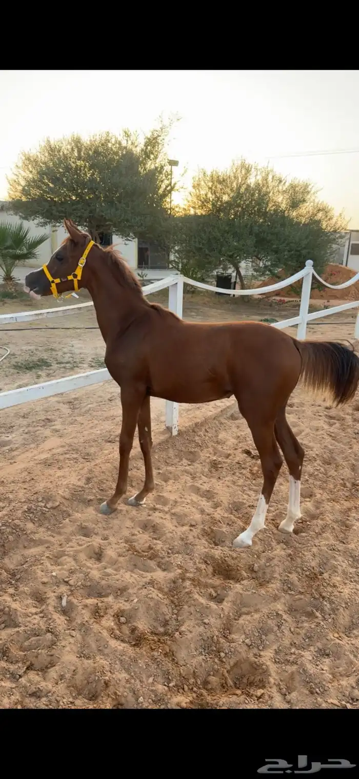 مهره شعبيه فاخره شيخه 3