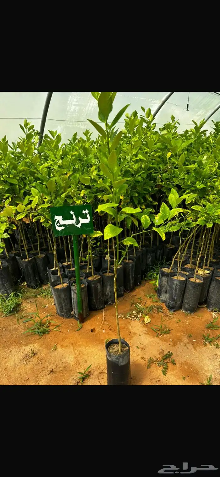 شتلات حمضيات مطعمه(حصيد الزراعية) ب 6 ريال 21