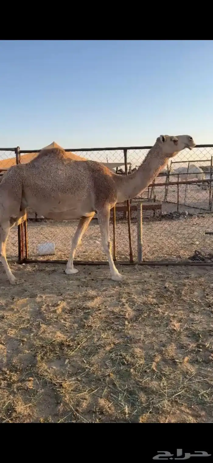 ناقه شقحاء شماليه كفو لقحه 11 شهر 2