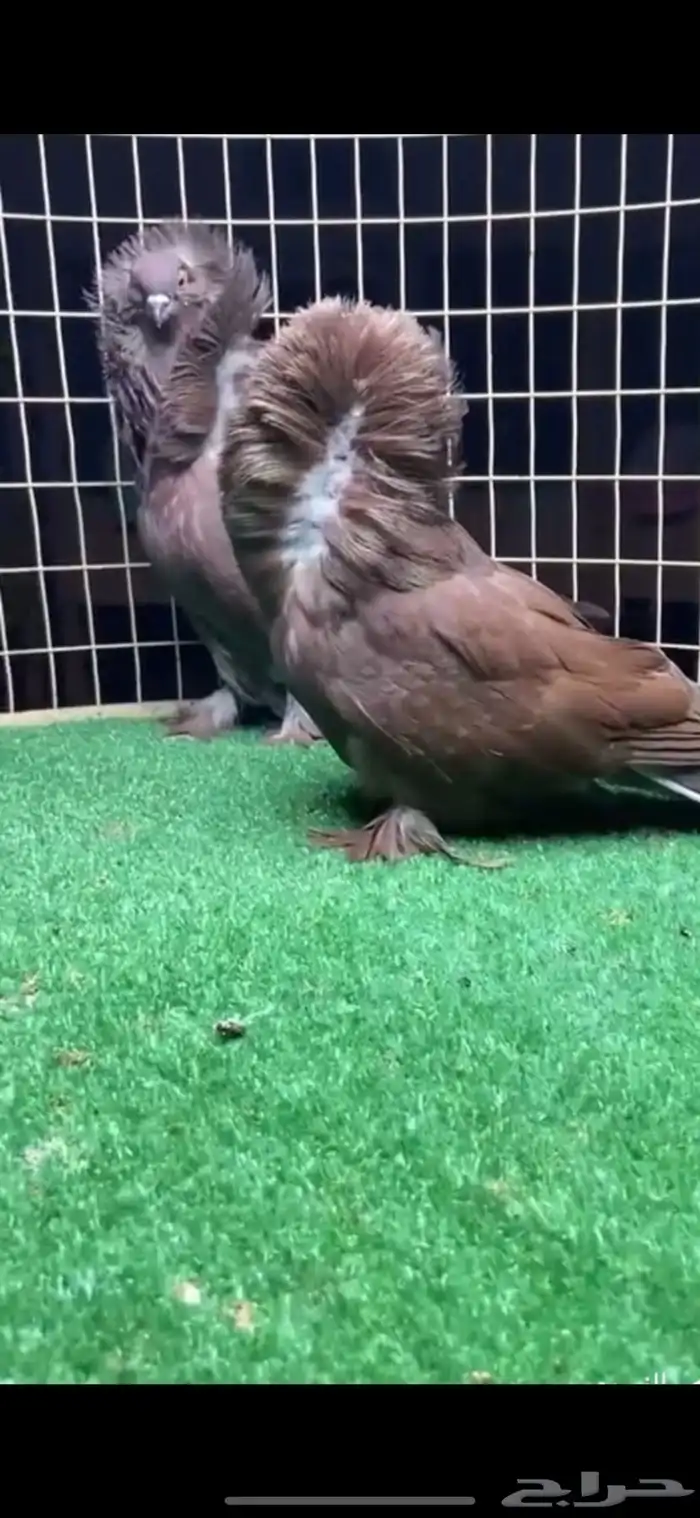 جوزين بلجيكي فواخر 1