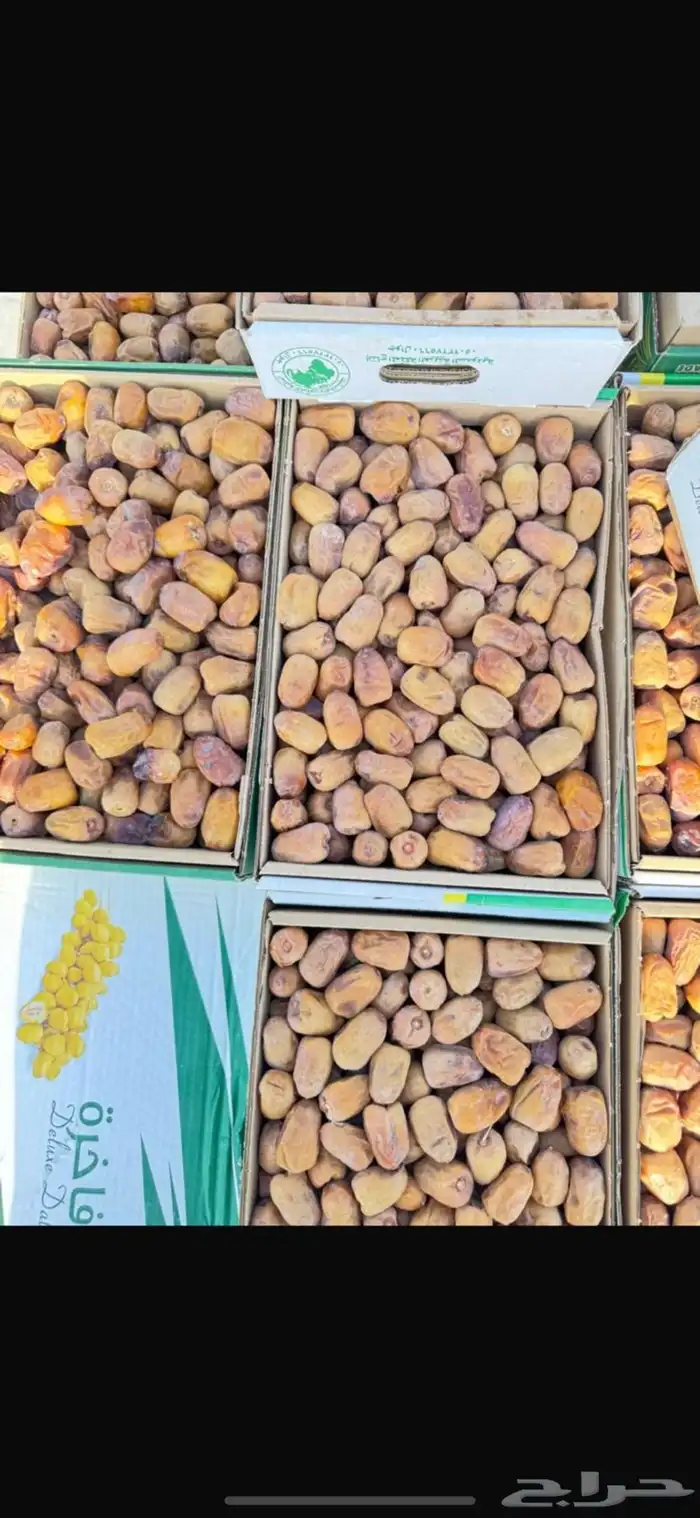 تمر نبتة علي 0