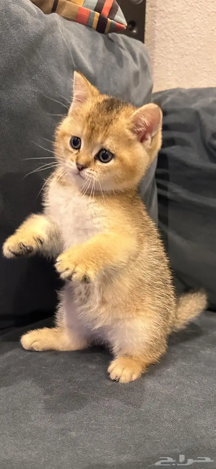 سكوتش ستريت قولد للبيع 4