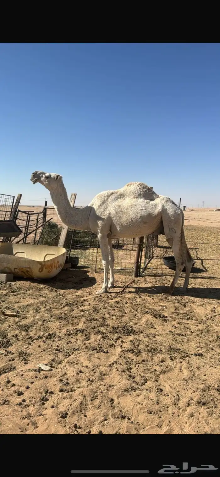 للبيع خفوت وضحاء 0