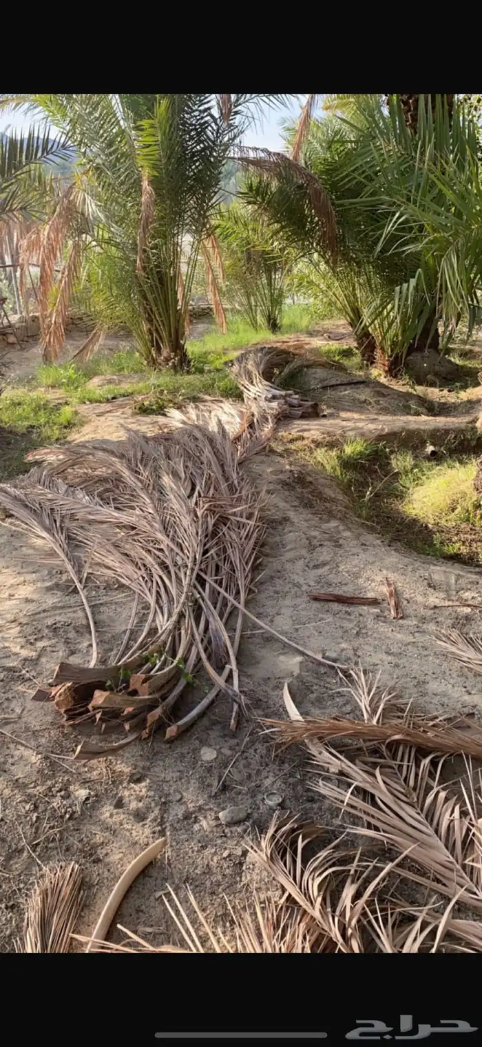 سعف نخل ( عسيب ) للحدائق والزينه 2